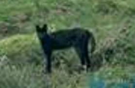 Panther of Pine Mountain