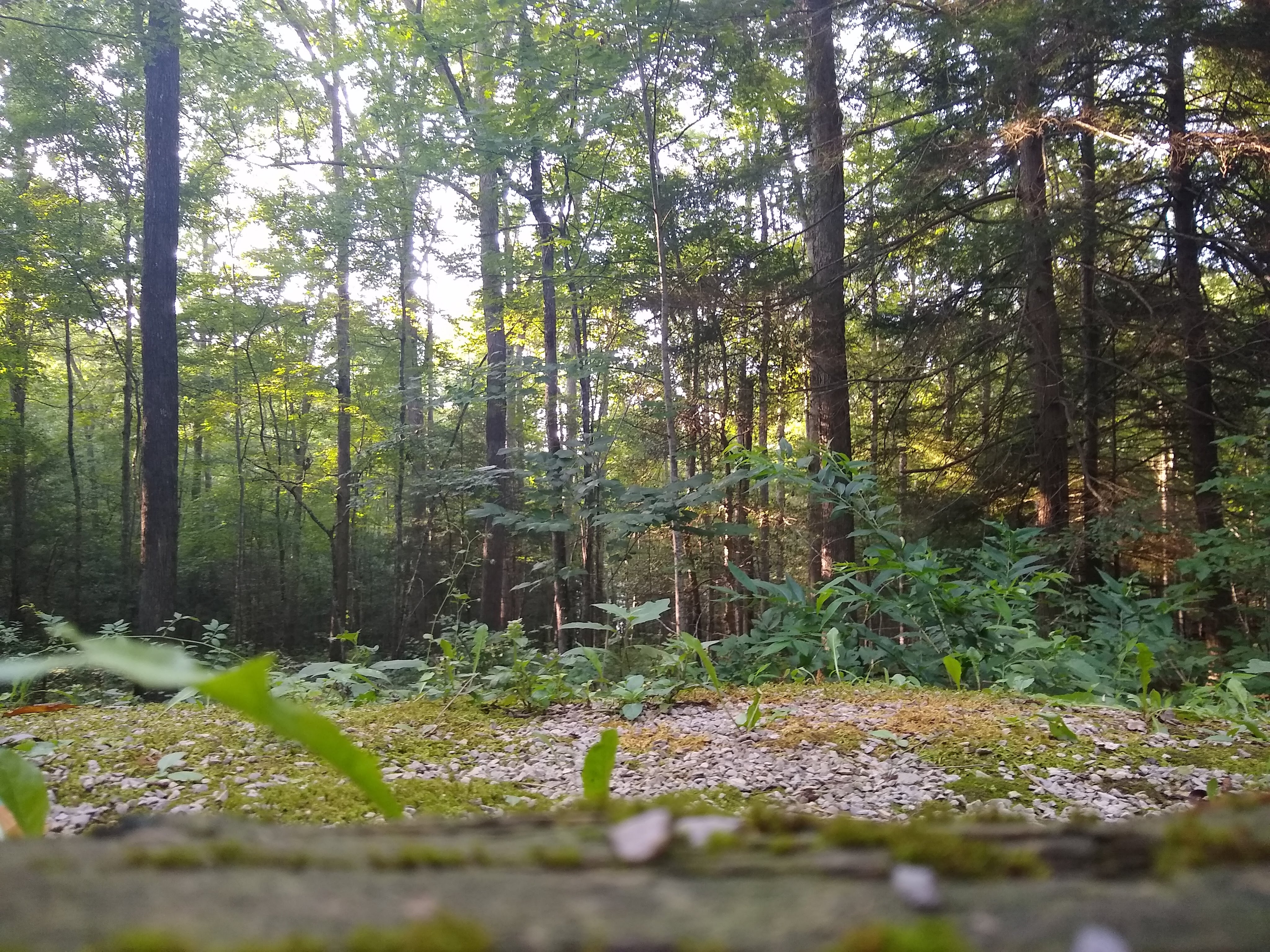 The forest behind a campging site