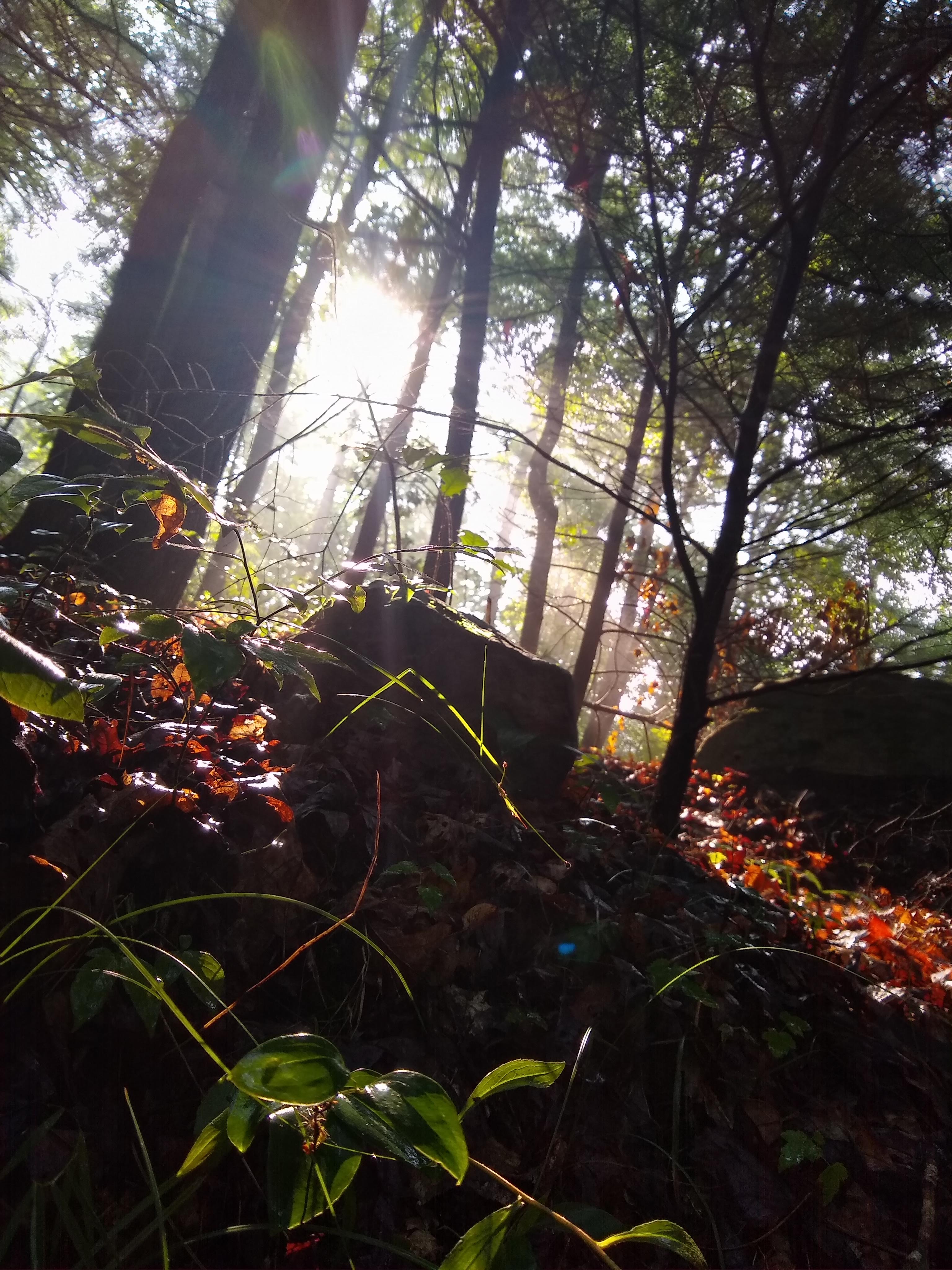 Snapshot of vegetation on a scenic foot path